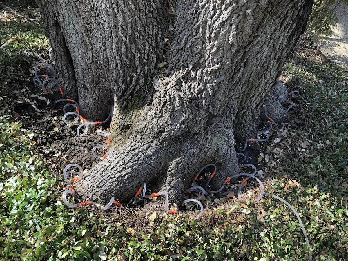 Detailed Tree Cabling and Bracing job site in Olive