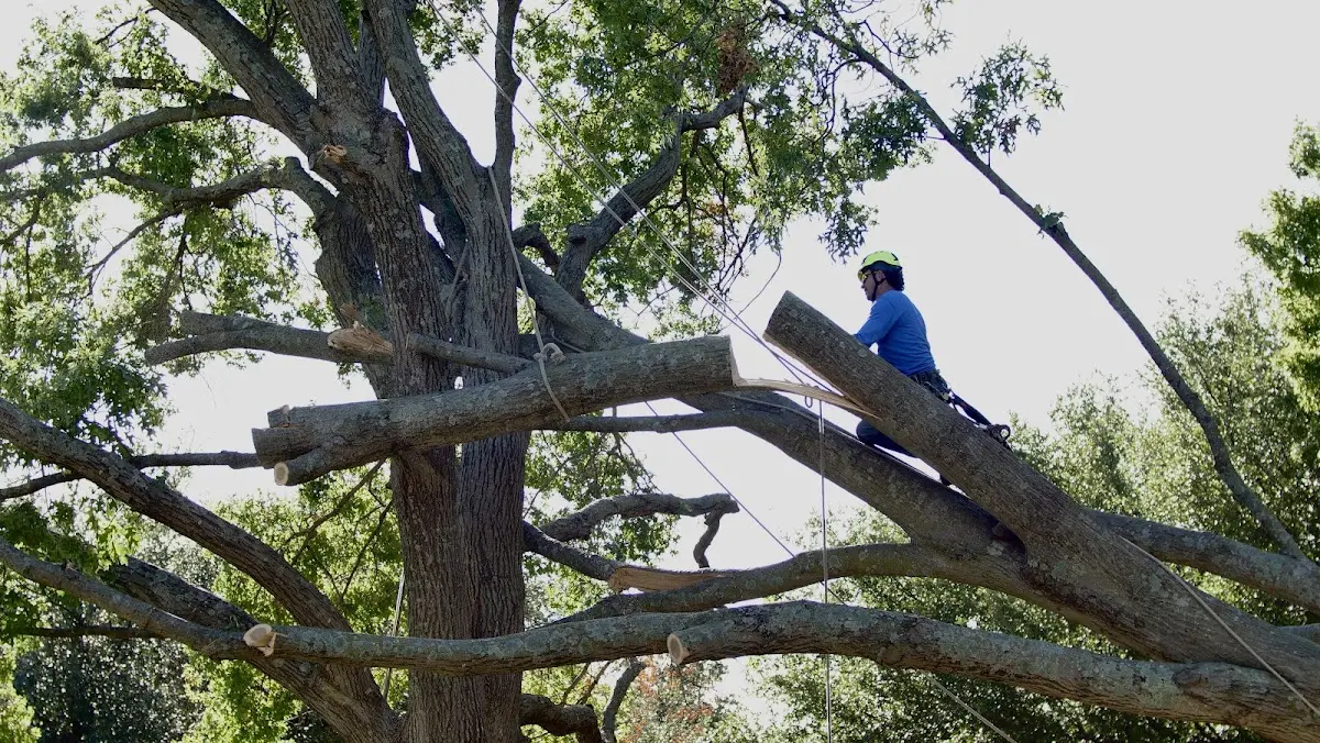 Professional Hazardous Tree Removal performed by certified arborists in Olive