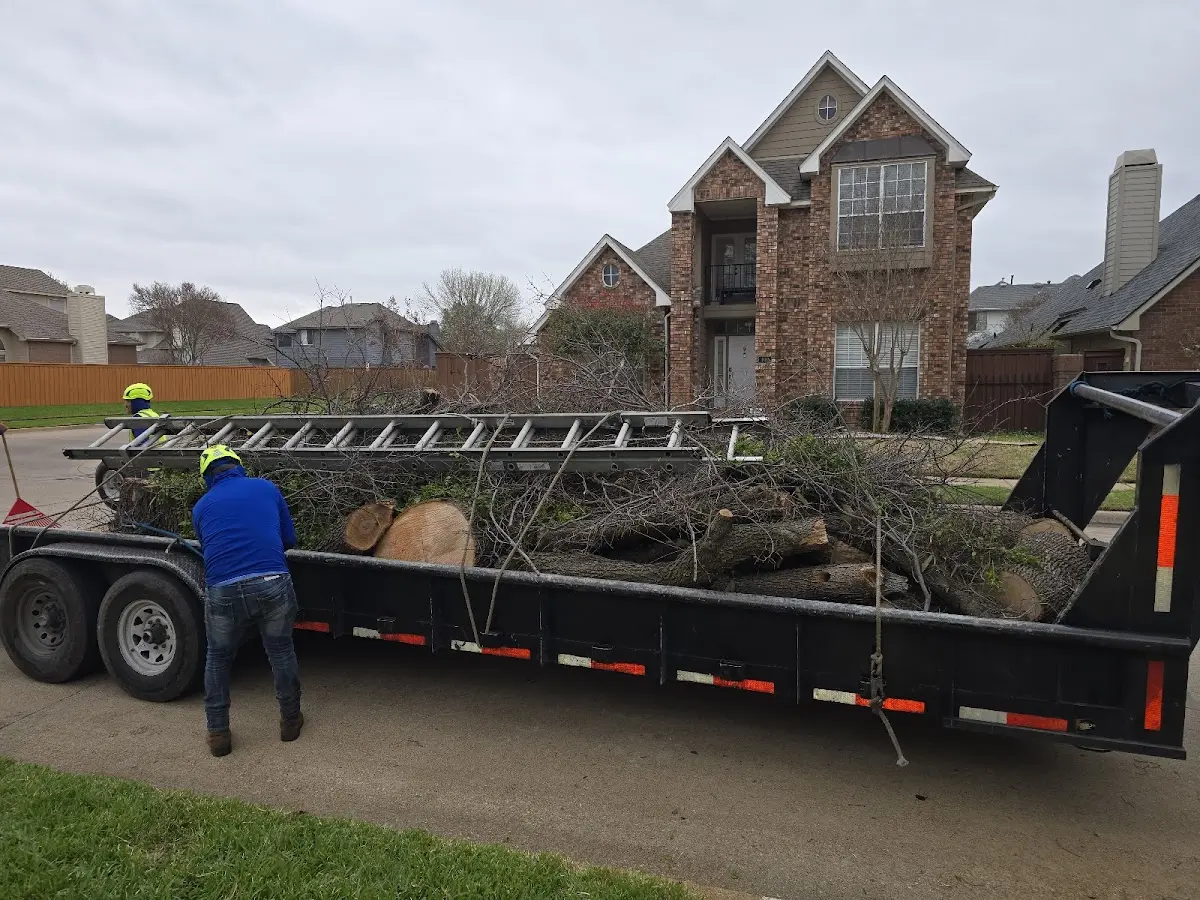 Expert Tree Removal with proper safety equipment in Olive